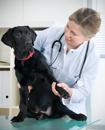 parvo in puppies survival rate what is parvovirus and how to treat it argos pet insurance parvo in puppies survival rate what is parvovirus and how to treat it argos pet insurance