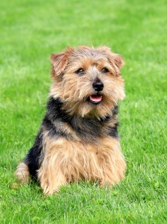 are norfolk terriers cuddly