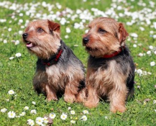 Norfolk Terrier puppies are a popular breed