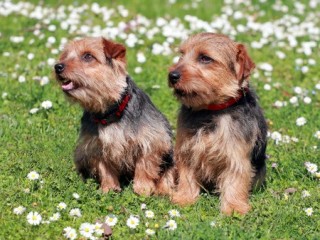 Norfolk Terrier puppies are a popular breed