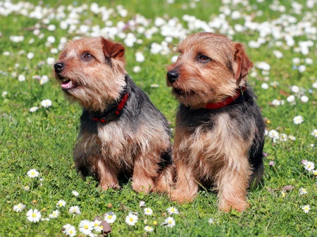 are norfolk terriers cuddly