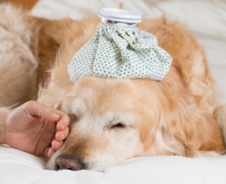 How To Treat Parvo Disease In Dogs How To Treat Parvo Disease In Dogs