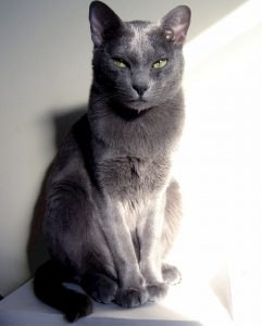 Korat cat 