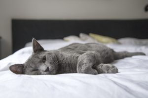 Korat Cat snoozing on bed