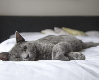 Korat Cat snoozing on bed