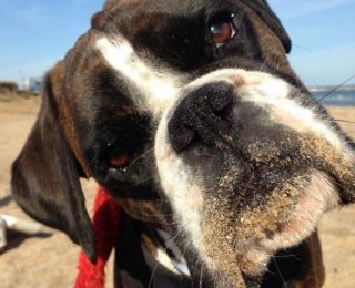 for school vet requirement Is Pet You? For Pet Best Argos® Which Insurance Insurance for school vet requirement Is Pet You? For Pet Best Argos® Which Insurance Insurance