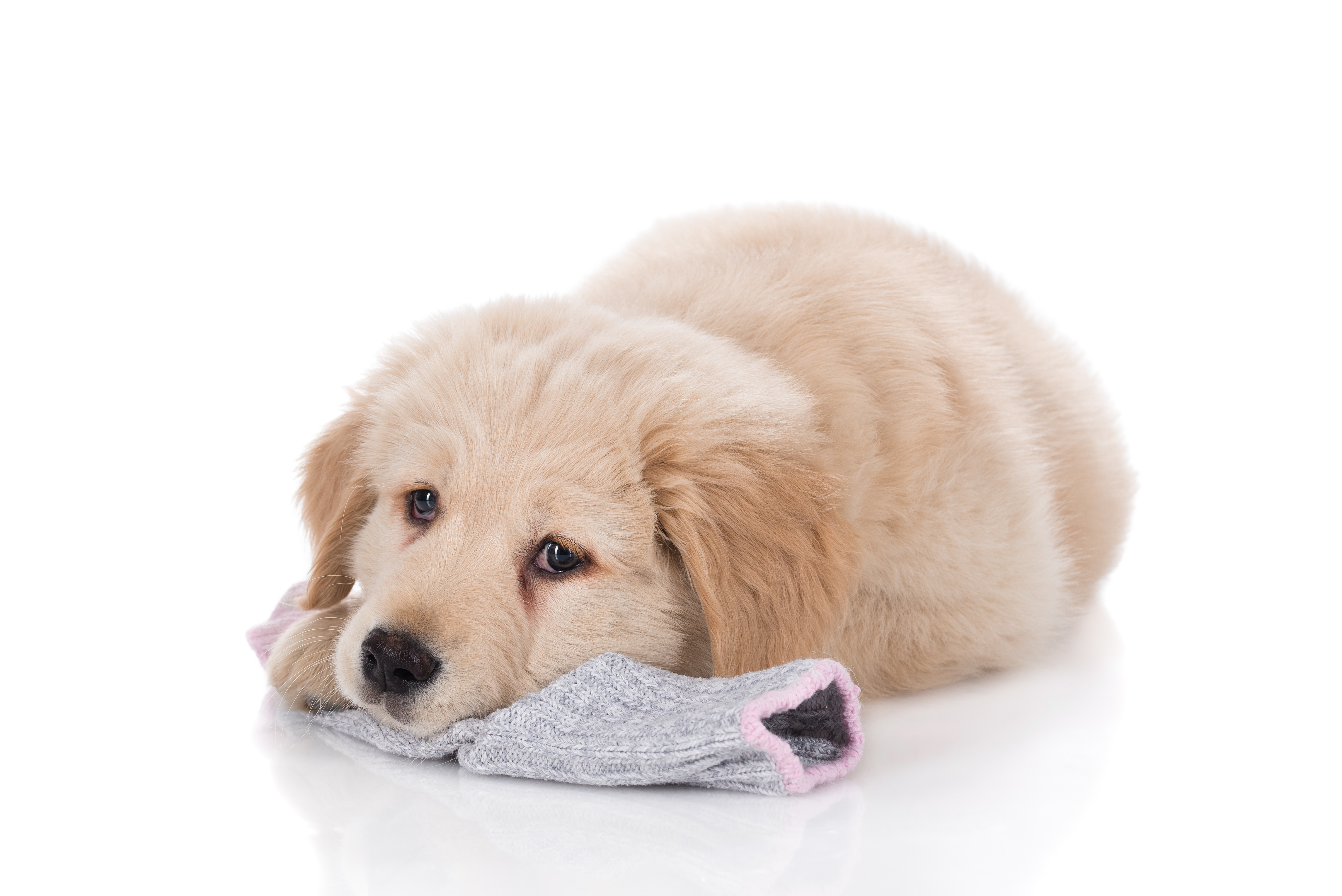 Most Common Objects Swallowed by Pets Argos Pet Insurance