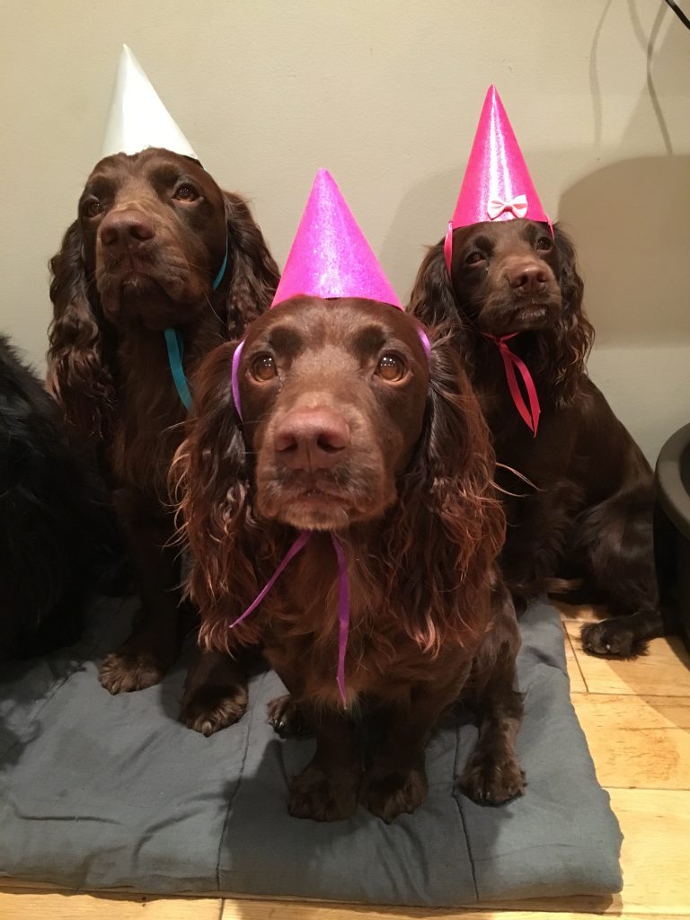 Dog lover celebrates pooches third birthday with friends across the