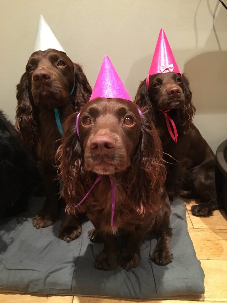 Dog lover celebrates pooches third birthday with friends