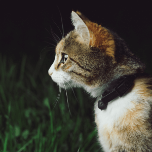 Cat wearing a collar outside at night infront of a green hedge