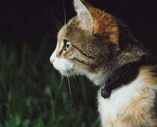 Cat wearing a collar outside at night infront of a green hedge