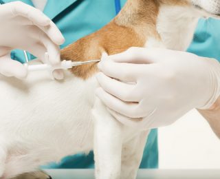 dog microchipping