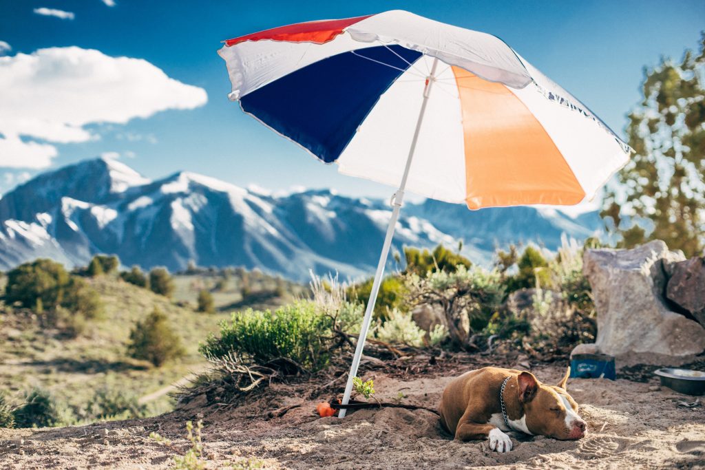 Brown dog laid on sand underneath a parasol umbrella