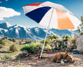 alt="dog keeping cool under umbrella"