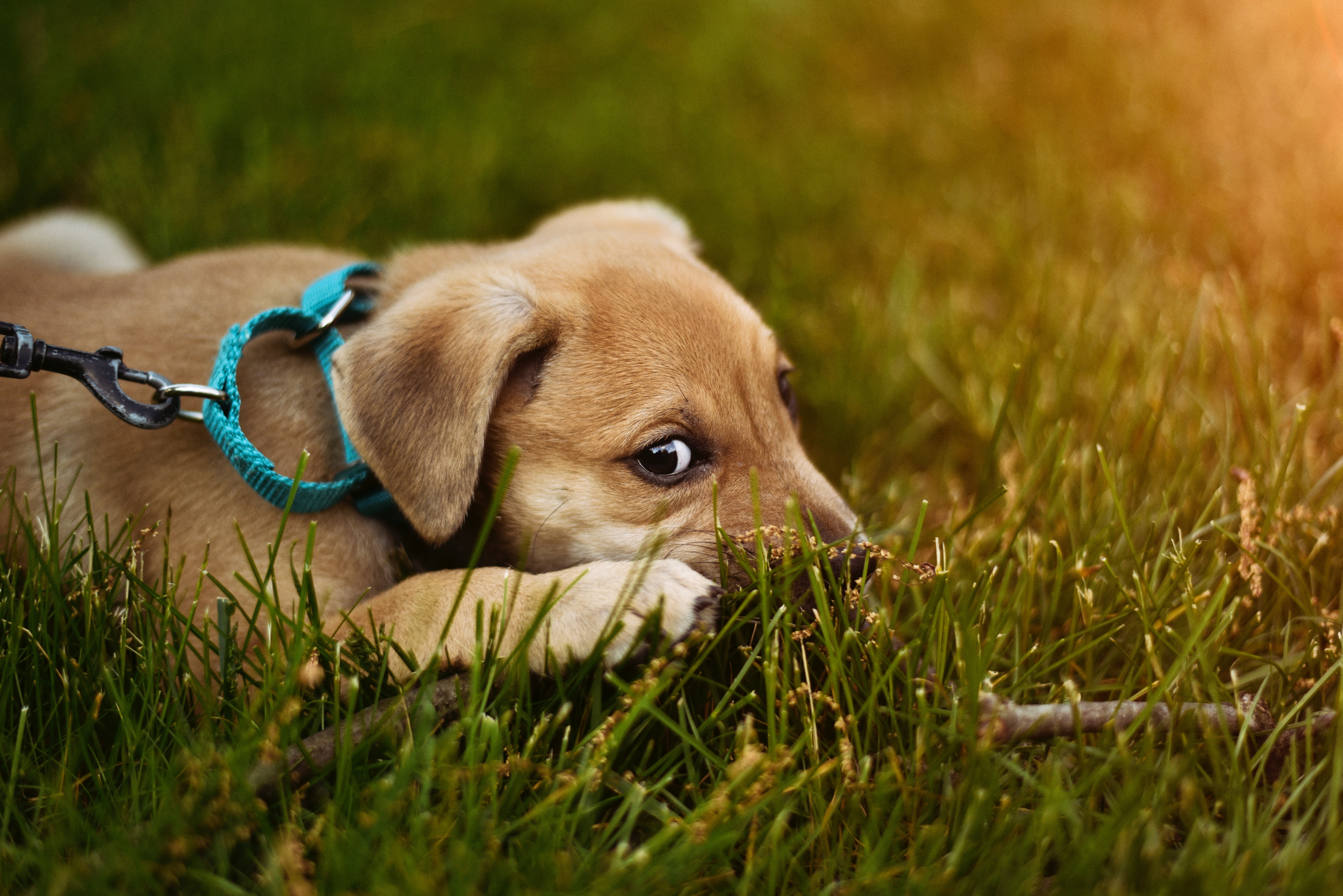 Why Can T Dogs Digest Grass Why Can T Dogs Digest Grass