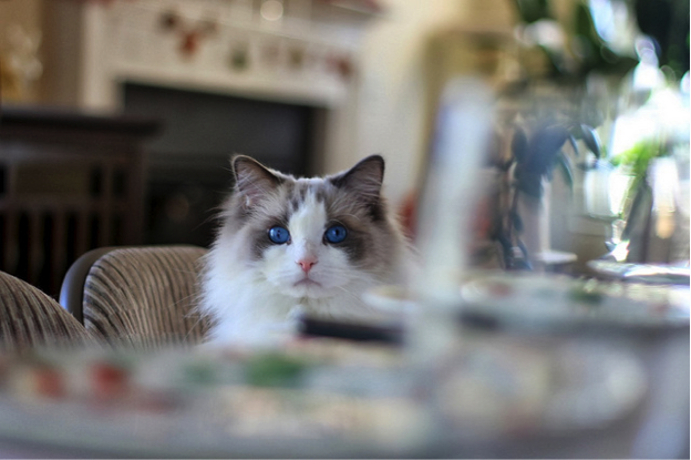 Grey and white fluffy cat with blue eyes sat on a chair at a dining table