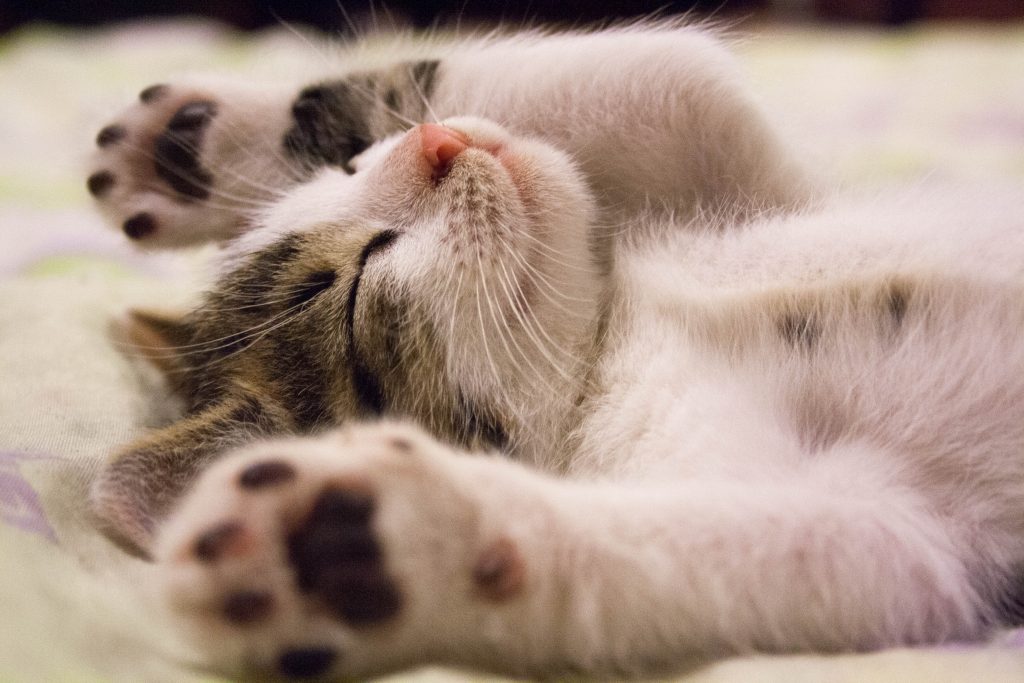 cats show love - cute kitten sleeping