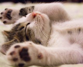 cats show love - cute kitten sleeping