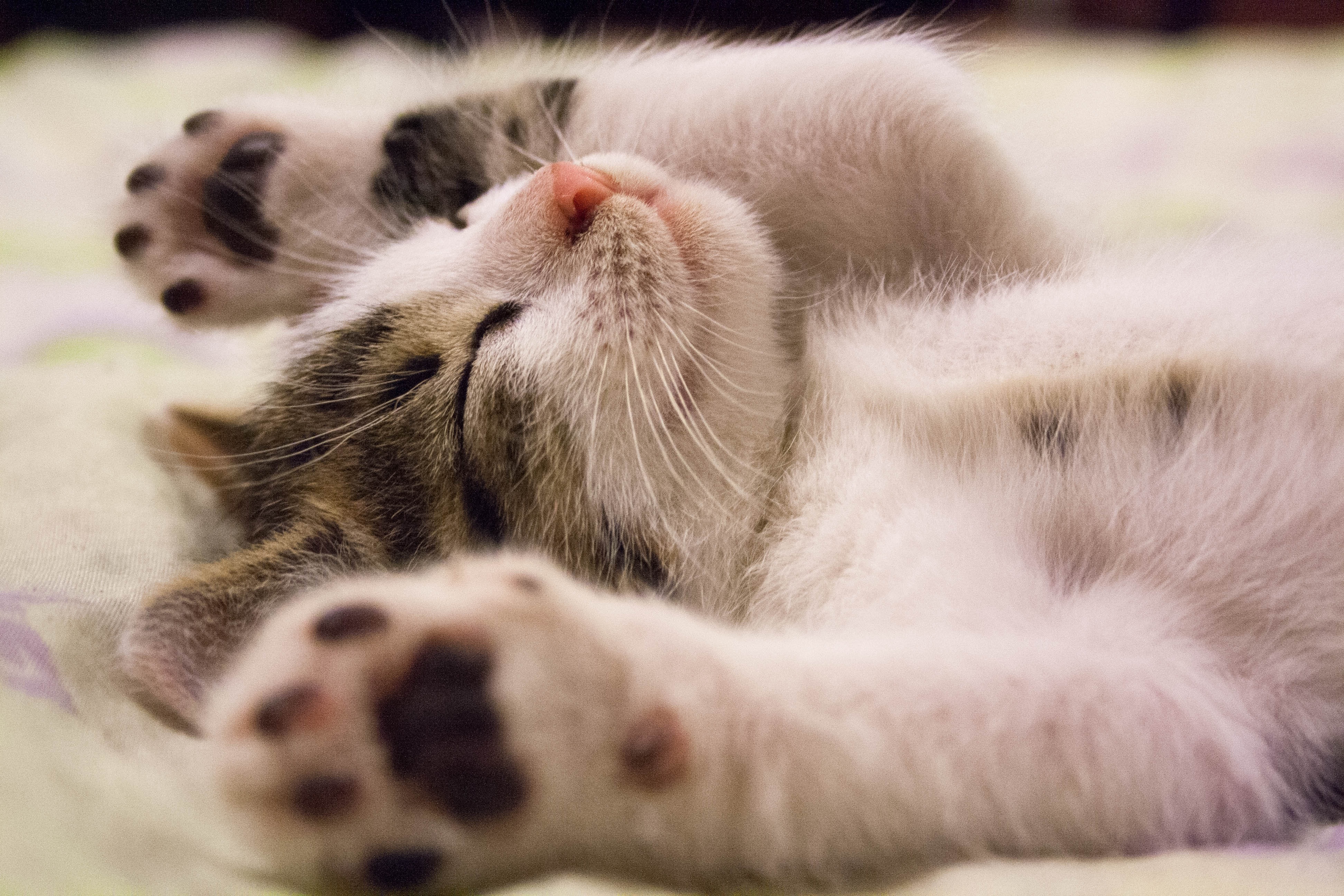 How Do Cats Show Affection? | Argos Pet Insurance