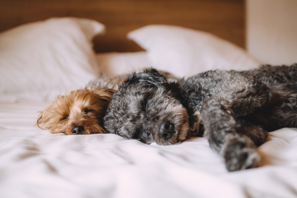 Avoid Hair of The Dog This Christmas - Alcohol Poisoning in Pets. Two cute puppies nap on a bed together