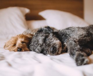 Avoid Hair of The Dog This Christmas - Alcohol Poisoning in Pets. Two cute puppies nap on a bed together