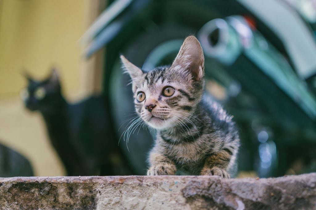 What To Do If You Find A Stray Cat Argos Pet Insurance