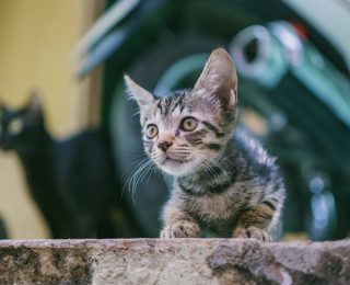 Young stray cat sat on outside on hard ground