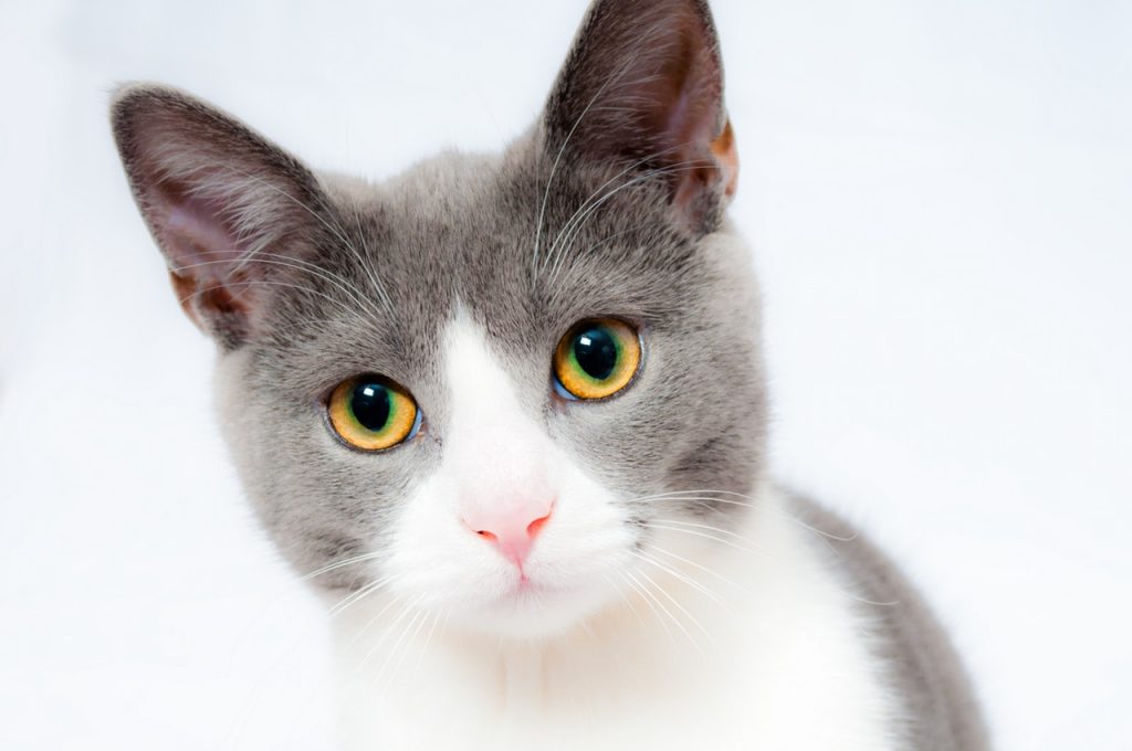 Close up of a healthy grey and white cat