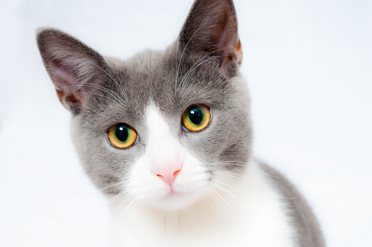 Crystals In Cat Urine And How To Treat Them Blue Buffalo