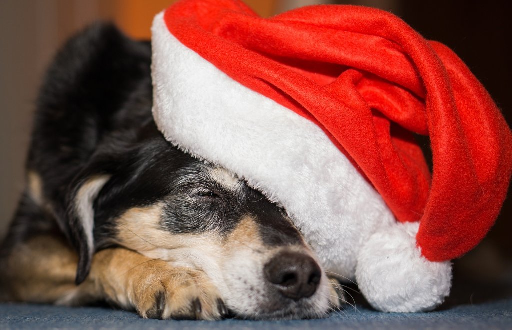 Dog laid down asleep wearing a Santa hat that is covering part of their face