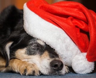 dog enjoying christmas celebrations