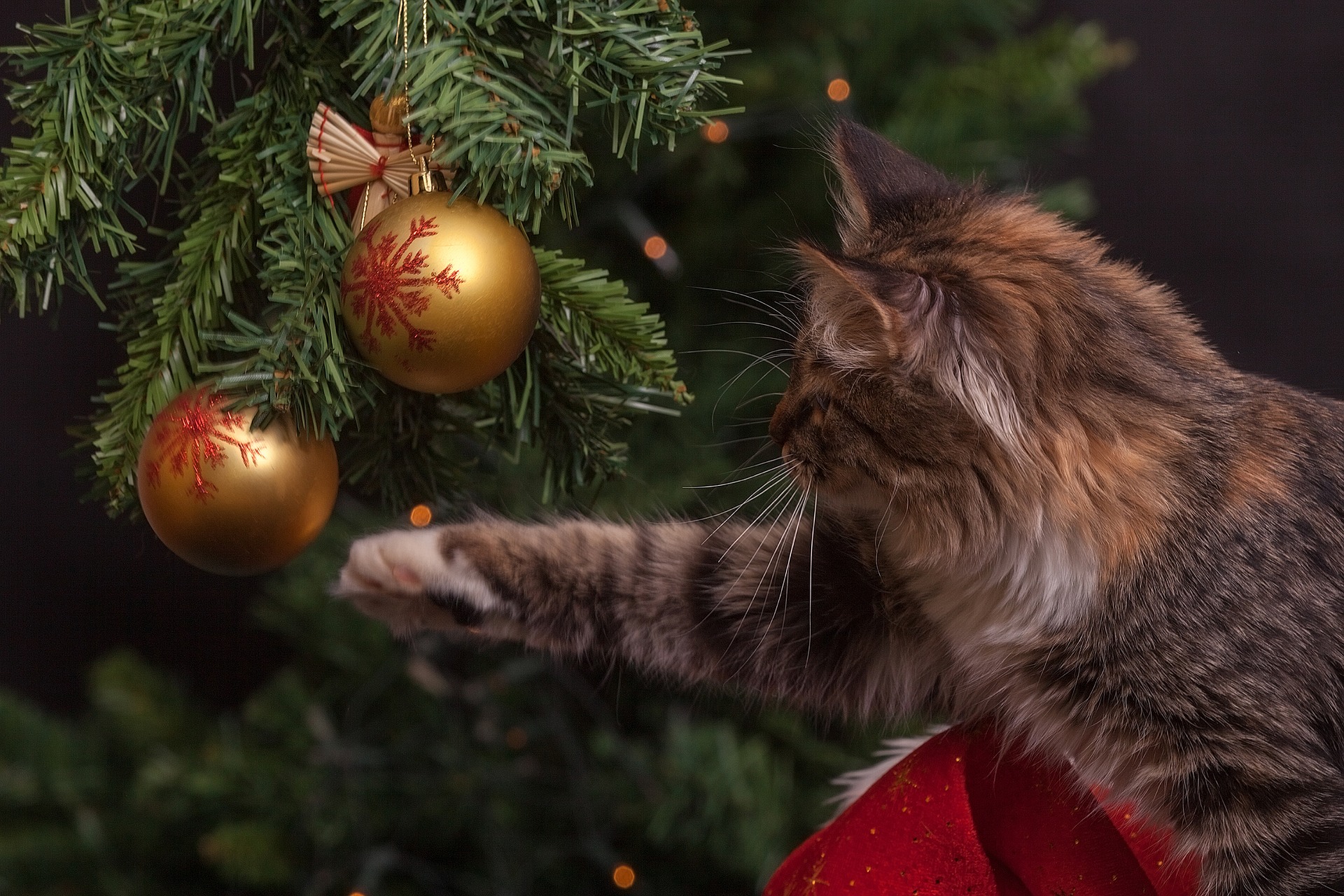 Are Fake Christmas Trees Safe For Cats The Cat Loop
