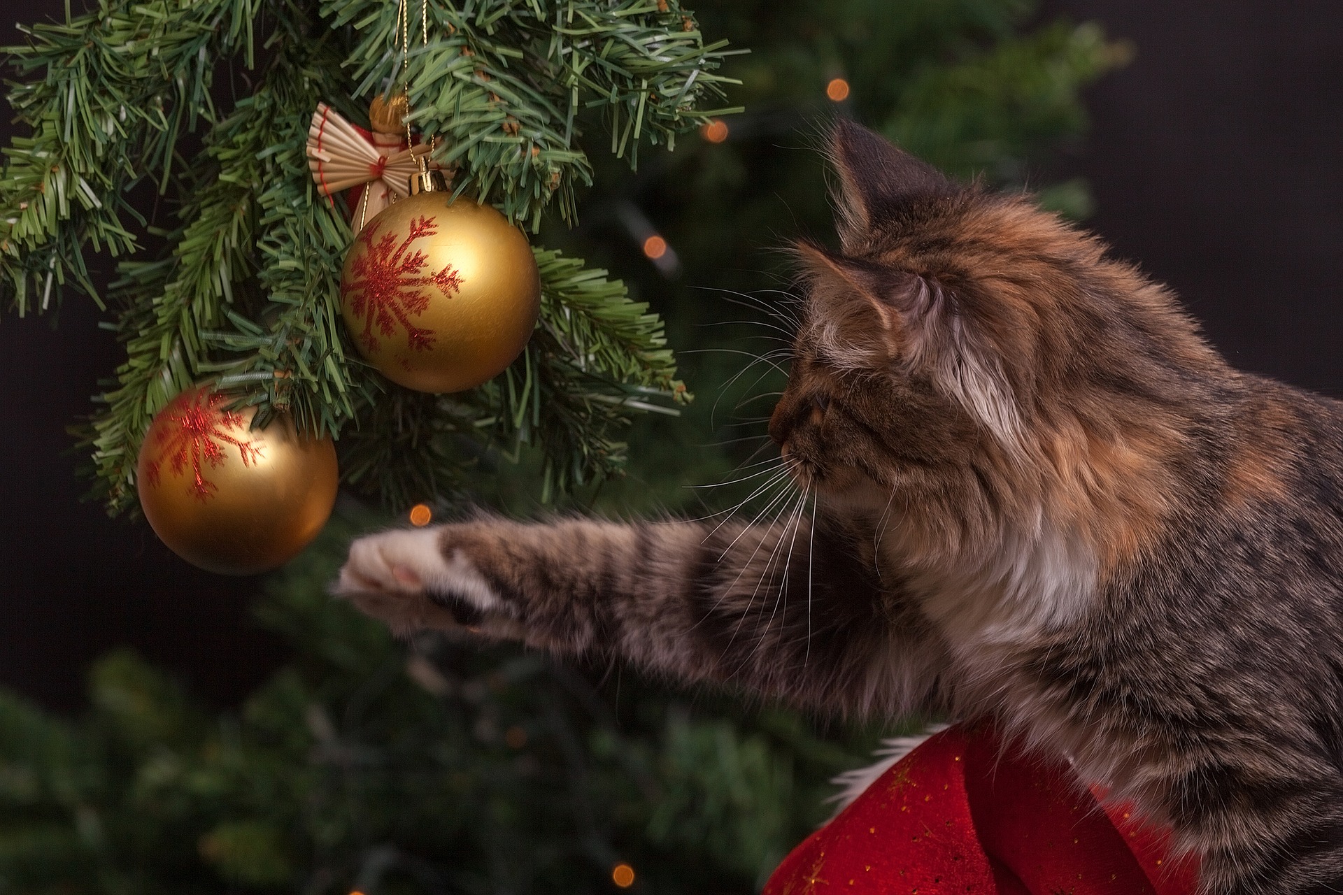 are christmas trees poisonous to cats and dogs