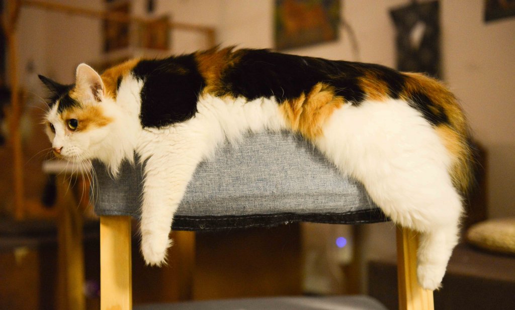 Fluffy cat laid on a grey stool