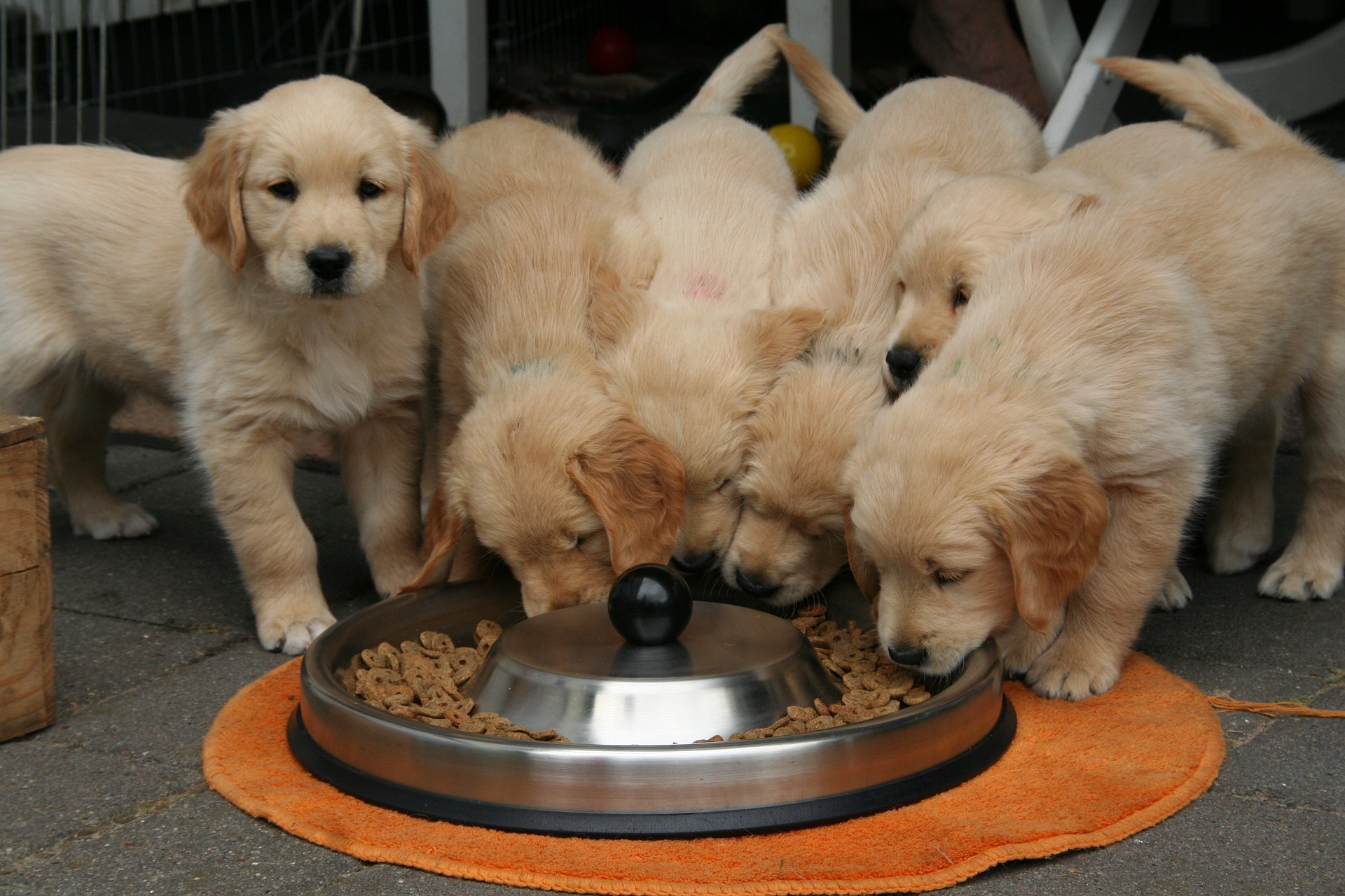 Best Dry Dog Food In Supermarkets Best Dry Dog Food In Supermarkets