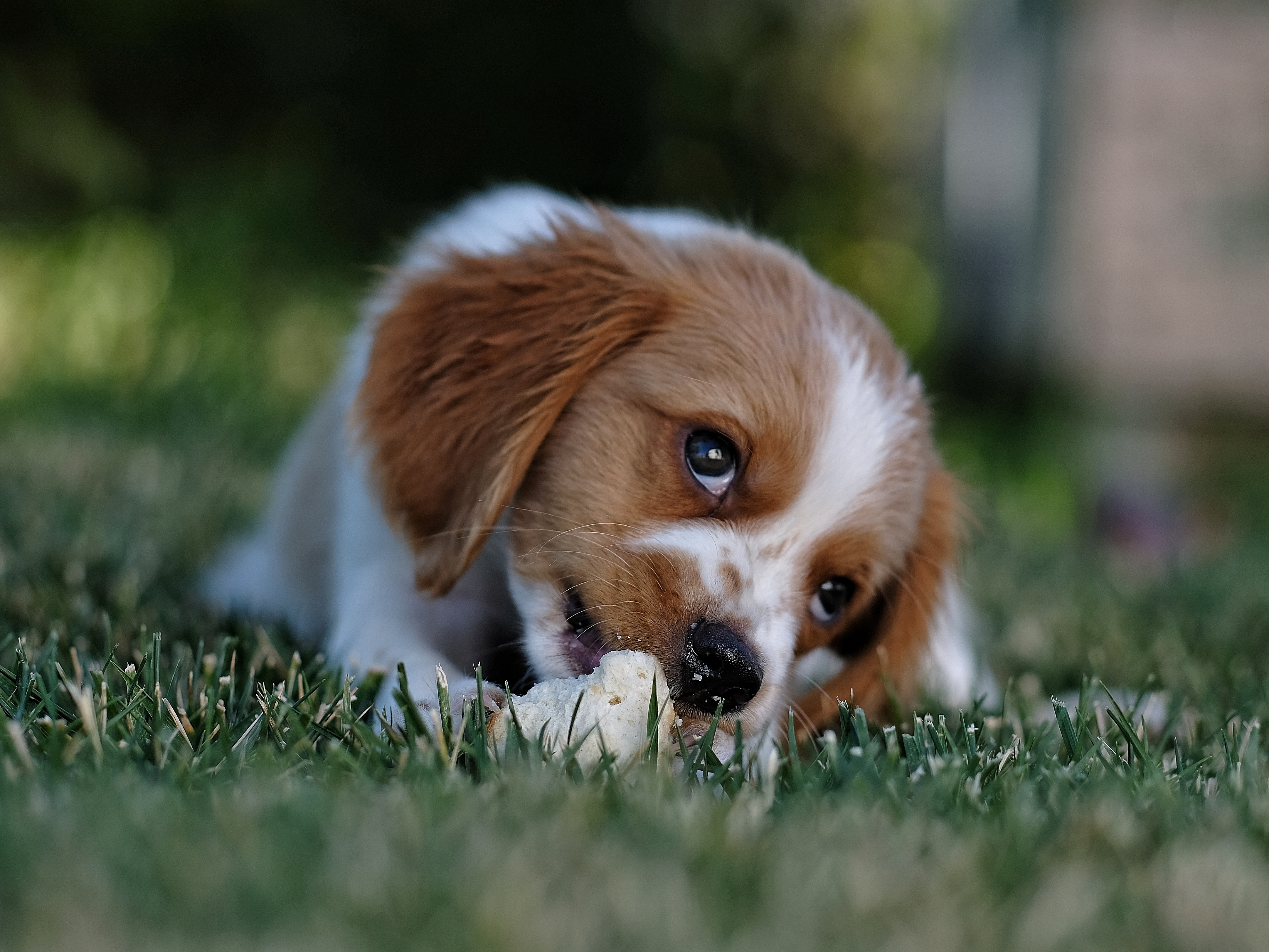 Best Supermarket Wet Dog Food Uk Best Supermarket Wet Dog Food Uk