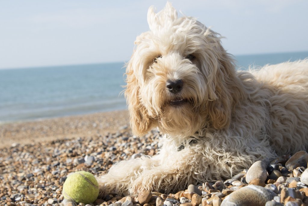 dog laid down on the beach with a ball