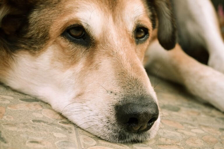 Learn About Addison's Disease in Dogs Argos Pet Insurance