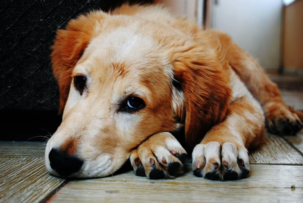 Can cats and dogs catch colds? Sad Dog on Wooden Floor