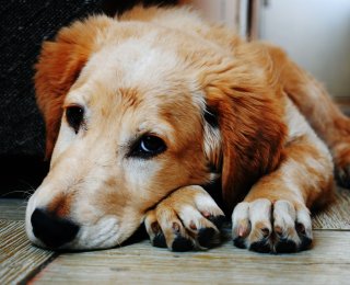 Can cats and dogs catch colds? Sad Dog on Wooden Floor