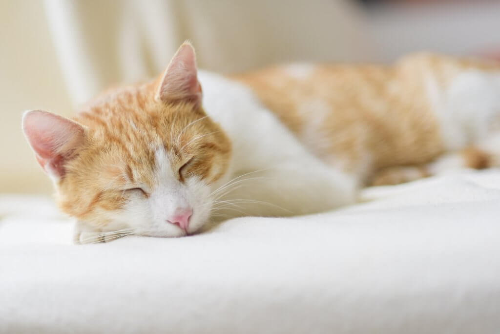 Can cats and dogs catch colds? Cat Asleep on White Bedding