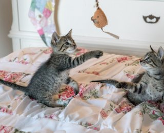 Two kittens on bed playing with cat toy