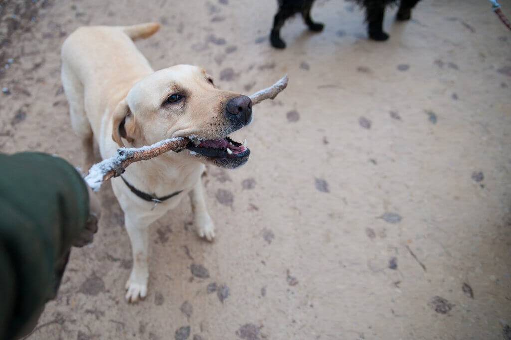 dog playing tug of war