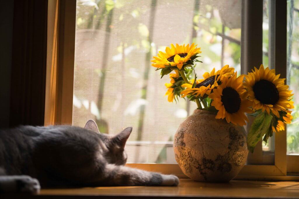 cat with plant