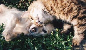 Cat headbutting dog