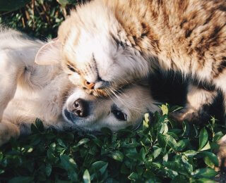 Cat and dog being loving towards each other