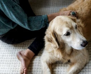 skin tags on dogs