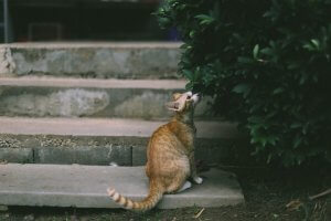 Ginger cat sat on a step exploring a hedge