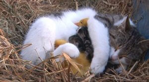 world friendship day - cat and ducklings