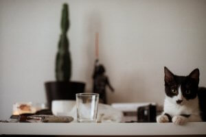 Black and white cat laid on a counter top